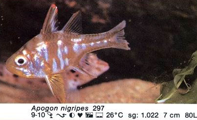 Apogon nigripes